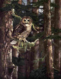 Murie Olaus J 1940 Northern Spotted Owl A4 Photo Print