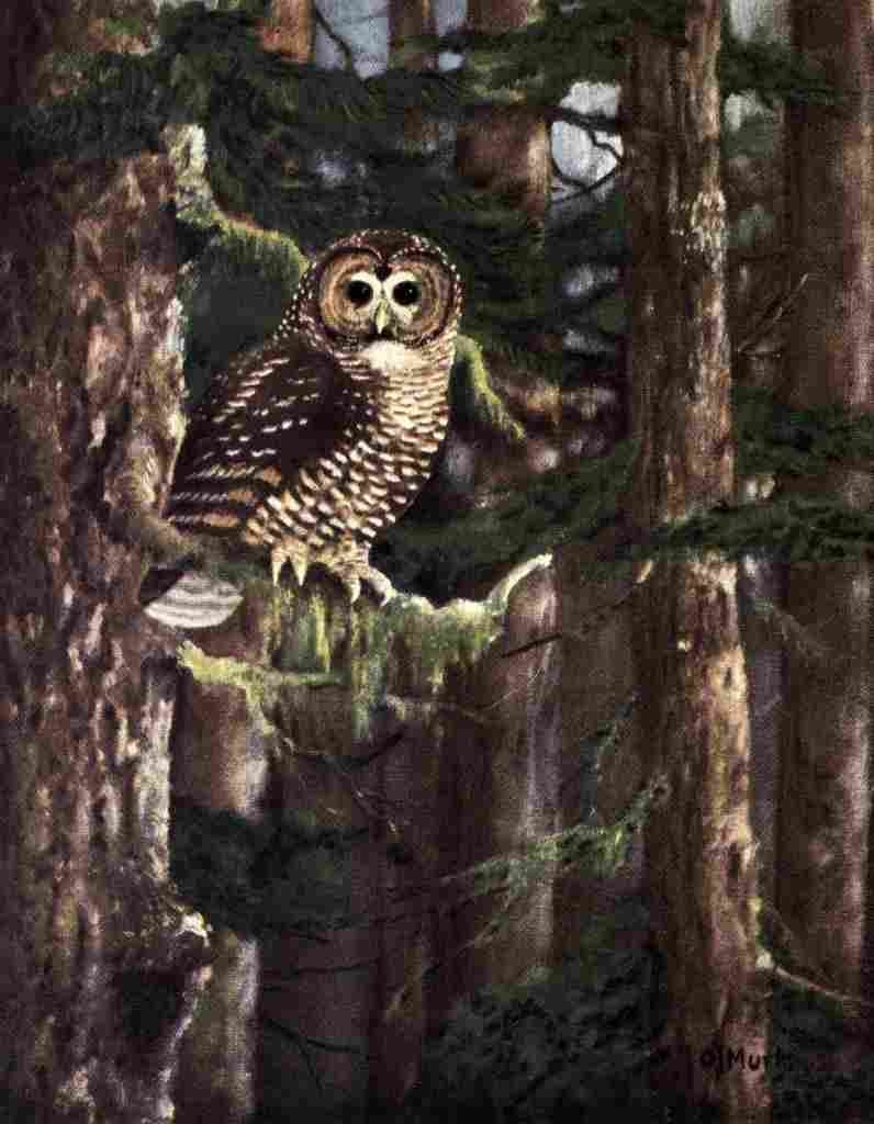 Murie Olaus J 1940 Northern Spotted Owl A4 Photo Print