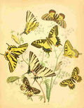 Musee Entomologique Illustre 1876 Various 1 A4 Photo Print