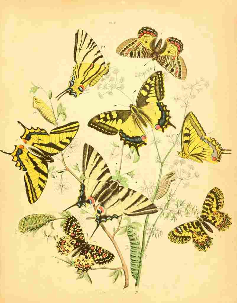 Musee Entomologique Illustre 1876 Various 1 A4 Photo Print