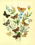 Musee Entomologique Illustre 1876 Various 10 A4 Photo Print