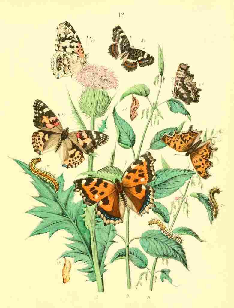 Musee Entomologique Illustre 1876 Various 11 A4 Photo Print