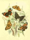 Musee Entomologique Illustre 1876 Various 12 A4 Photo Print