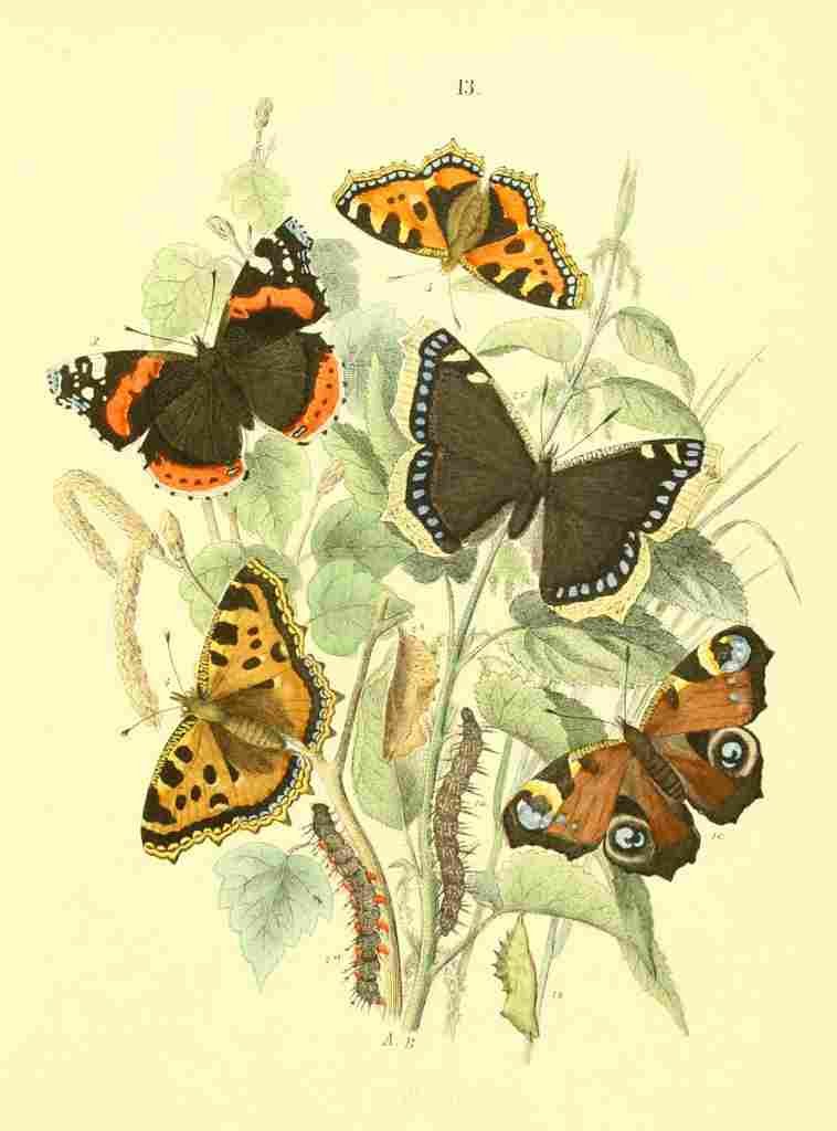 Musee Entomologique Illustre 1876 Various 12 A4 Photo Print