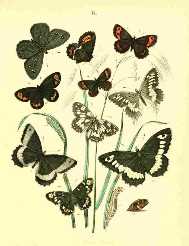 Musee Entomologique Illustre 1876 Various 13 A4 Photo Print