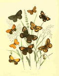 Musee Entomologique Illustre 1876 Various 14 A4 Photo Print