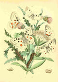 Musee Entomologique Illustre 1876 Various 2 A4 Photo Print