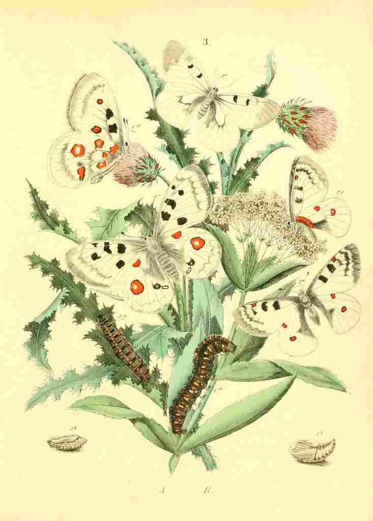 Musee Entomologique Illustre 1876 Various 2 A4 Photo Print