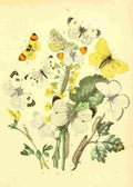 Musee Entomologique Illustre 1876 Various 3 A4 Photo Print