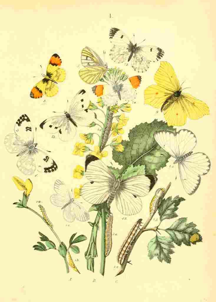 Musee Entomologique Illustre 1876 Various 3 A4 Photo Print