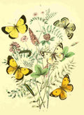 Musee Entomologique Illustre 1876 Various 4 A4 Photo Print