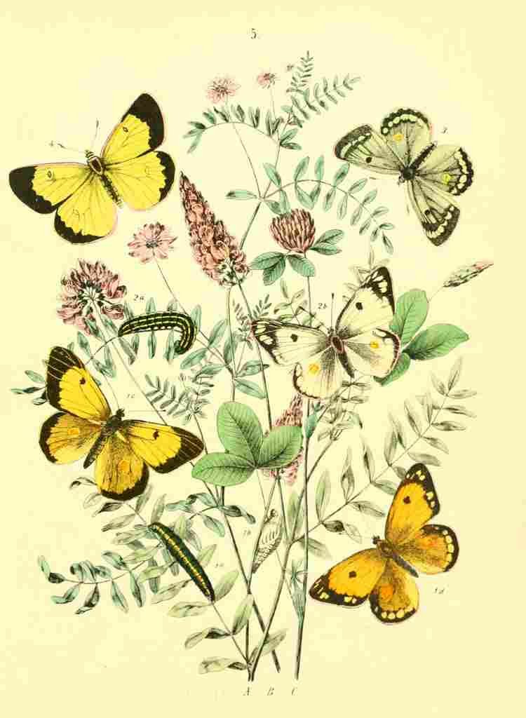Musee Entomologique Illustre 1876 Various 4 A4 Photo Print