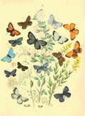 Musee Entomologique Illustre 1876 Various 5 A4 Photo Print