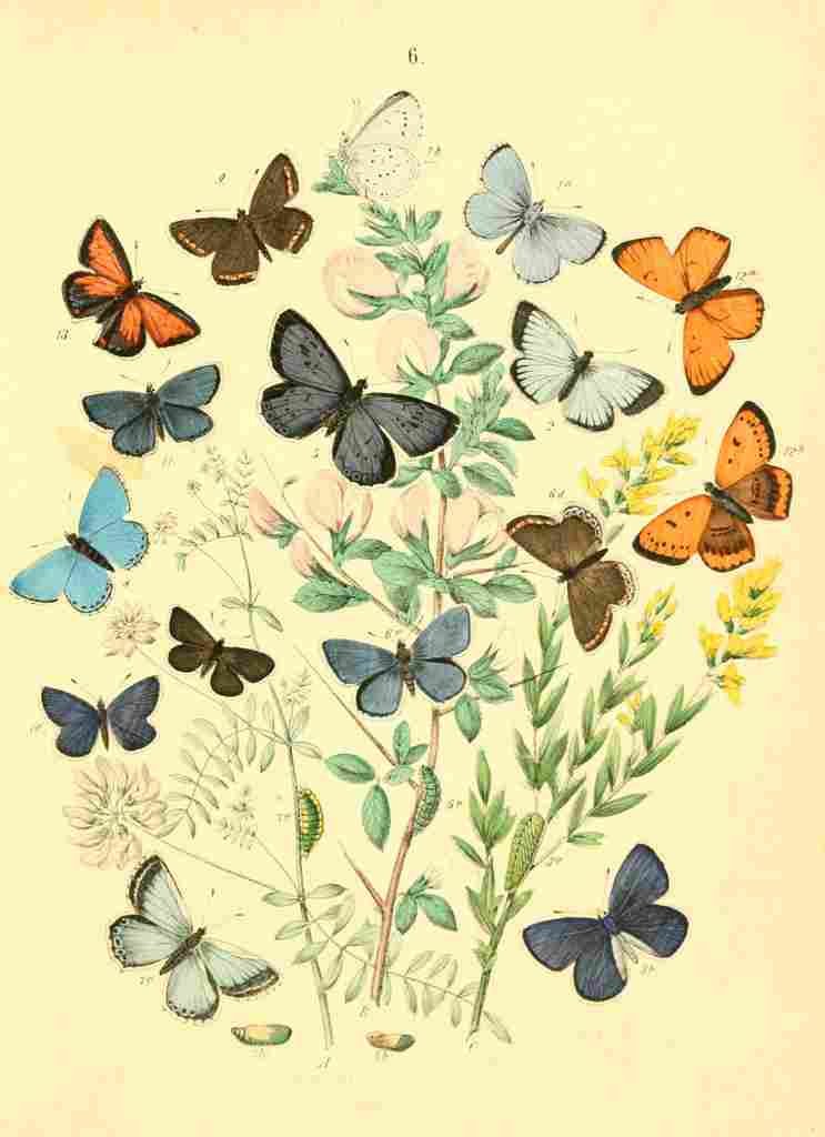 Musee Entomologique Illustre 1876 Various 5 A4 Photo Print