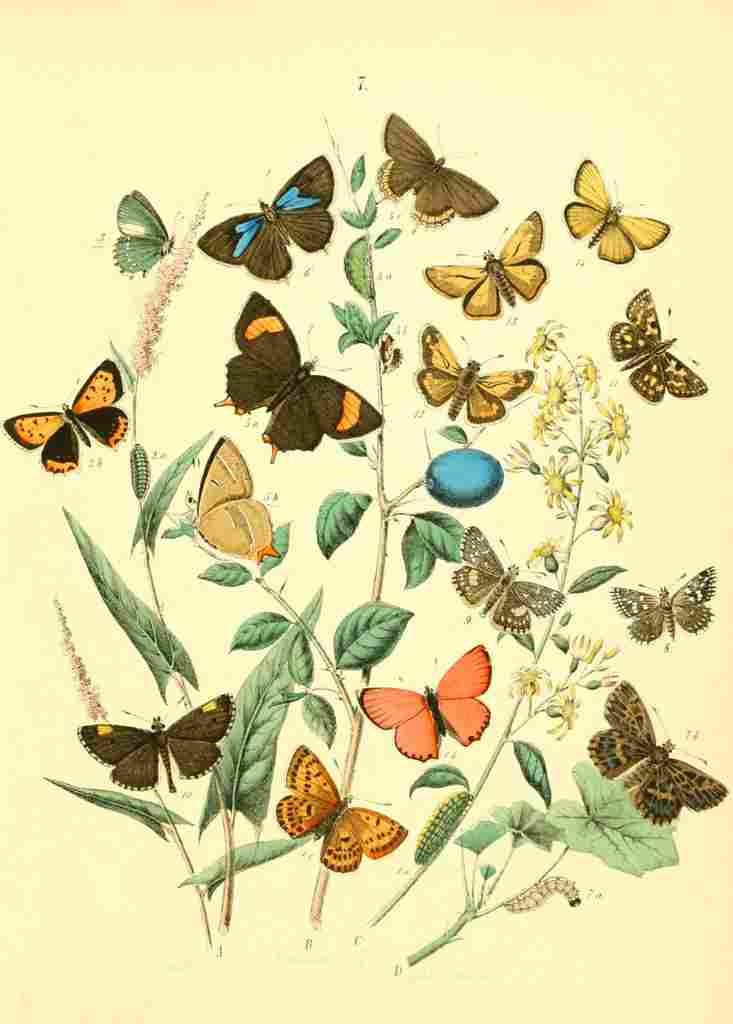 Musee Entomologique Illustre 1876 Various 6 A4 Photo Print