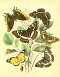 Musee Entomologique Illustre 1876 Various 7 A4 Photo Print