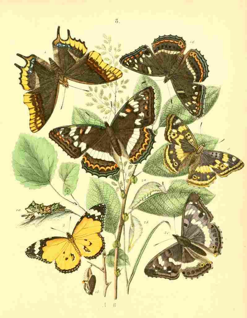 Musee Entomologique Illustre 1876 Various 7 A4 Photo Print