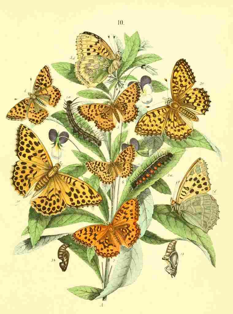 Musee Entomologique Illustre 1876 Various 9 A4 Photo Print