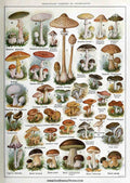 Mushroom Varieties Champignons Vintage Retro Advert Poster A4 Photo Print
