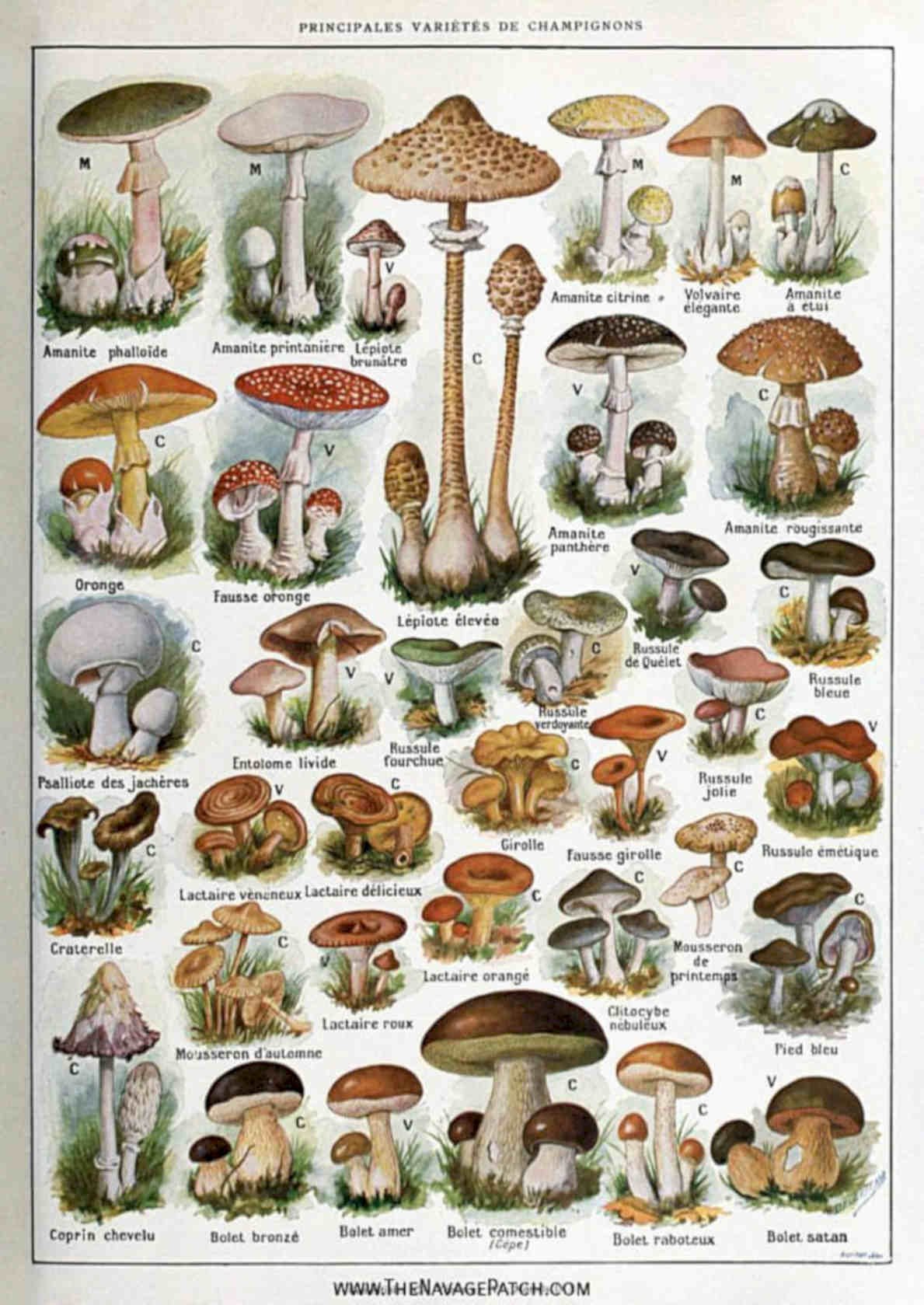 Mushroom Varieties Champignons Vintage Retro Advert Poster A4 Photo Print