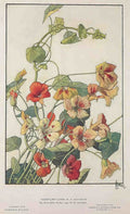 Nasturtiums Flowers Vine Vintage Retro Advert Poster A4 Photo Print
