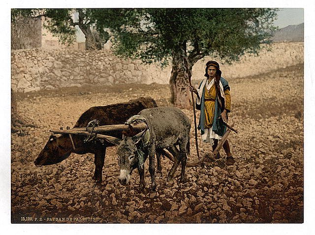 Native of Palestine with an ox and an ass Vintage A4 Photo Print