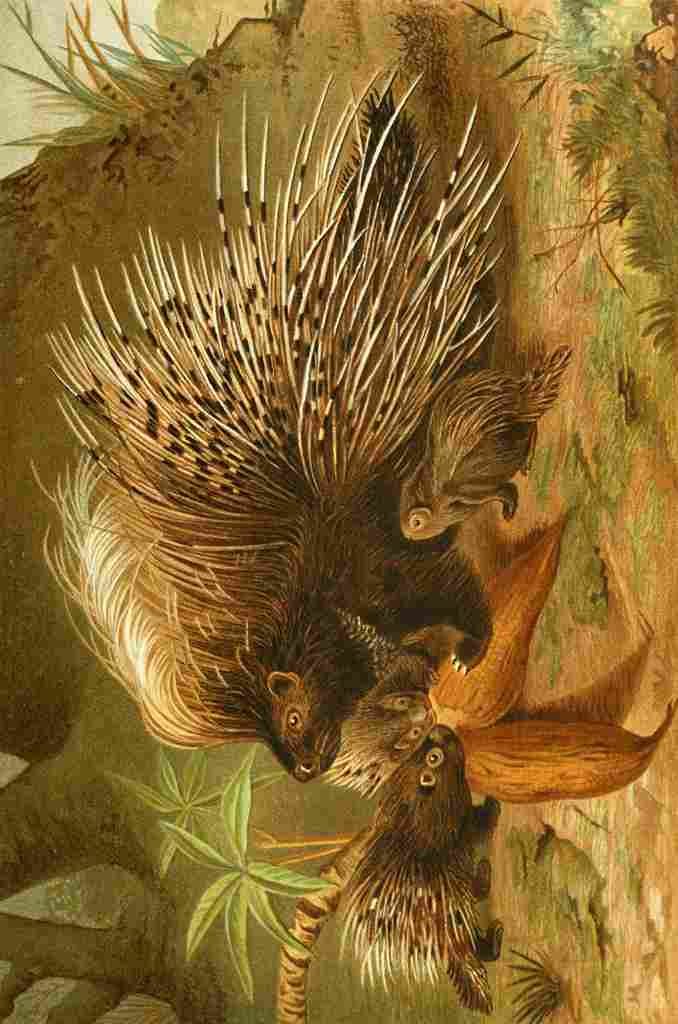 Natural History 1896 Crested Porcupine A4 Photo Print