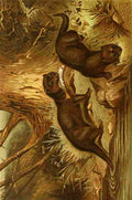 Natural History 1896 European Otter A4 Photo Print