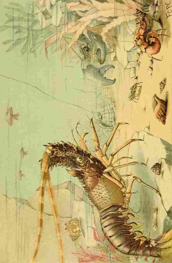 Natural History 1896 FOPC Crustaceans A4 Photo Print