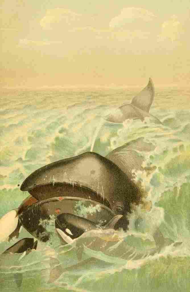 Natural History 1896 Greenland Whale A4 Photo Print