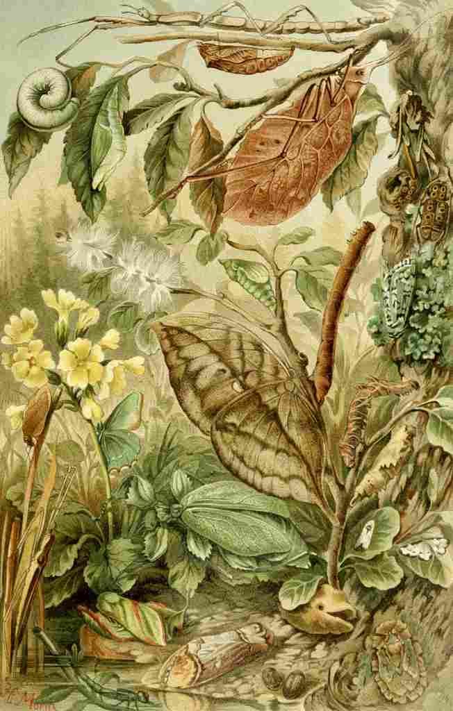 Natural History 1896 H Morin Mimicry in Insects A4 Photo Print
