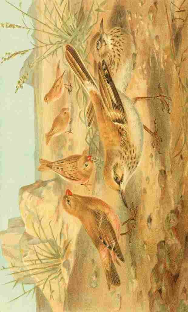 Natural History 1896 JCK Desert Finch & Desert Lark A4 Photo Print