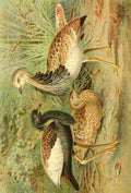 Natural History 1896 JCK Florican & MacQueens Bustard A4 Photo Print