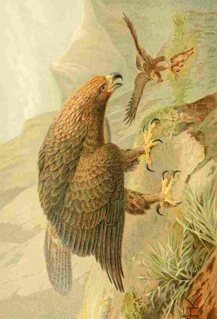 Natural History 1896 JCK Golden Eagle A4 Photo Print