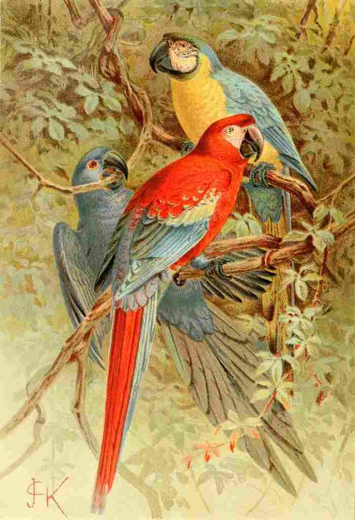 Natural History 1896 JCK Macaws A4 Photo Print