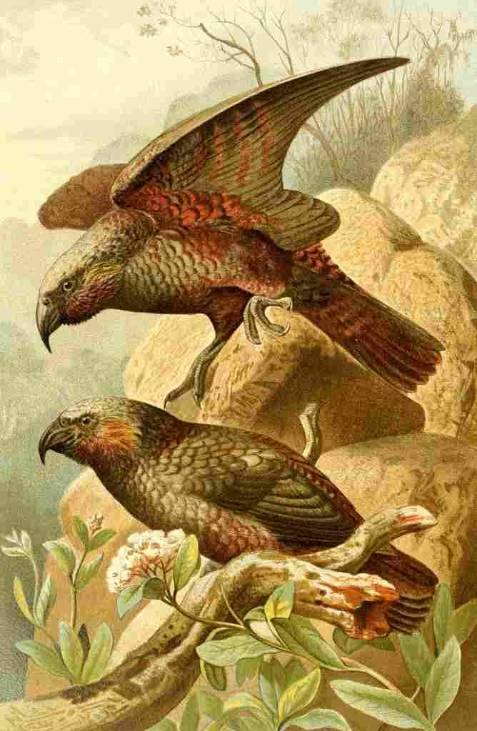 Natural History 1896 Kaka Parrots A4 Photo Print