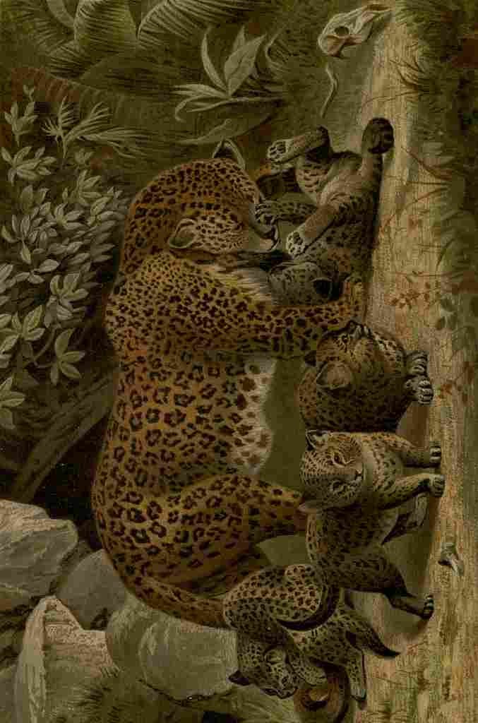 Natural History 1896 Leopards A4 Photo Print