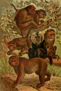 Natural History 1896 Macaques A4 Photo Print