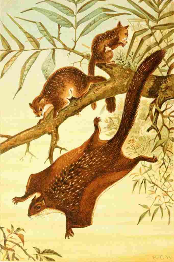 Natural History 1896 RCH Flying Squirrels A4 Photo Print