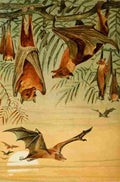 Natural History 1896 REH Fruit Bats A4 Photo Print