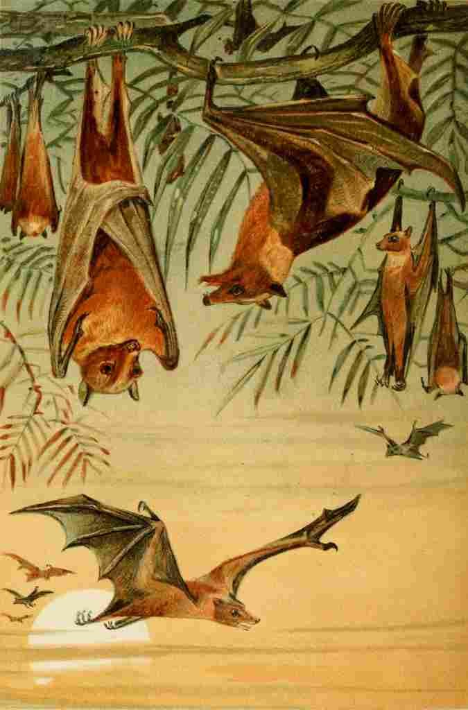 Natural History 1896 REH Fruit Bats A4 Photo Print