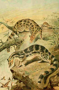 Natural History 1896 REH Linsangs A4 Photo Print