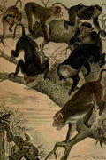 Natural History 1896 REH Macaques A4 Photo Print