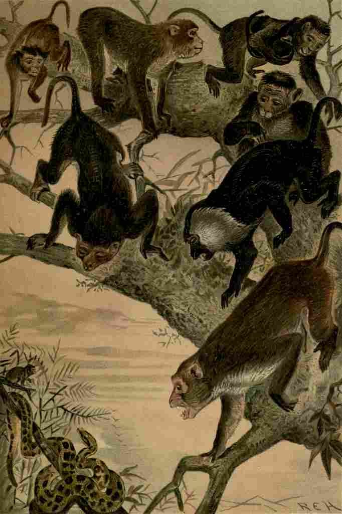 Natural History 1896 REH Macaques A4 Photo Print