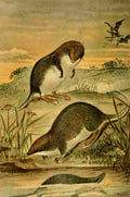 Natural History 1896 REH Web foot Shrews A4 Photo Print