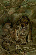 Natural History 1896 Tigers A4 Photo Print