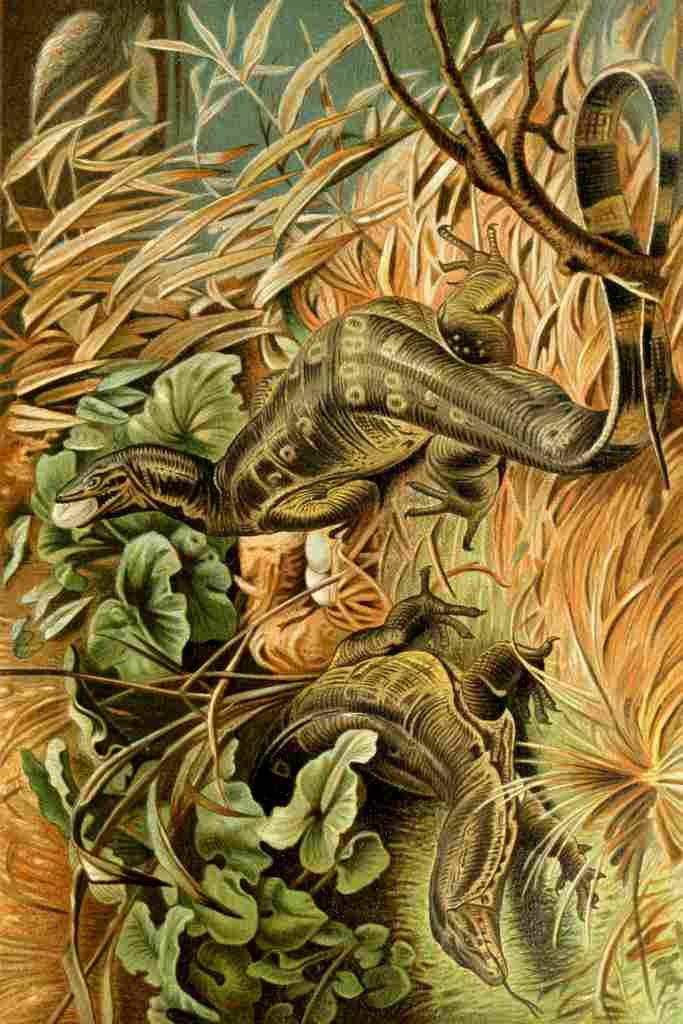 Natural History 1896 Water Monitors A4 Photo Print