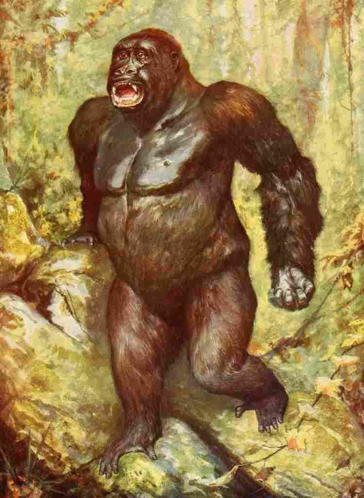 Natural History 1903 The largest gorilla ever captured A4 Photo Print