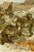 Natural History Kuhnert 1926 Baboons A4 Photo Print