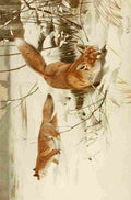 Natural History Kuhnert 1926 Common Fox A4 Photo Print